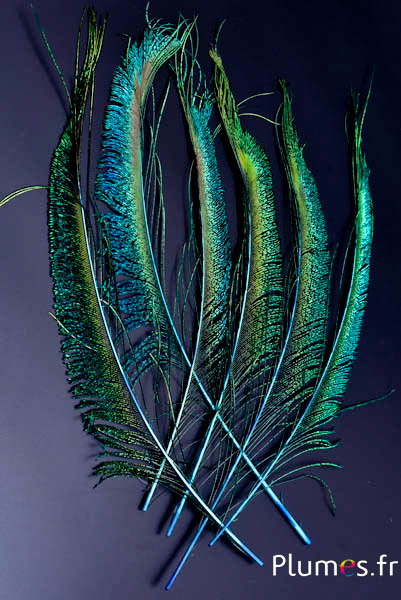 Paon bleu sabre - 30-38 cm - turquoise